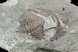 Wide, Enrolled Flexicalymene Trilobite In Shale - Ohio #67659-3